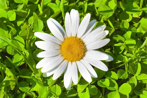 Camomile White Flower Among Fresh Green Leaves Above View Stock Photo
