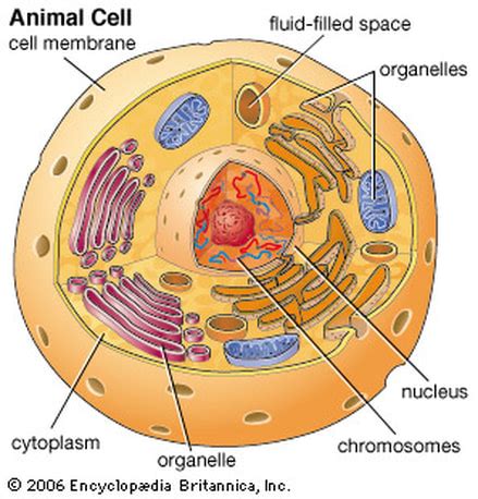 Animal cell functions are solely dependent on the organelles and structures associated with the cell. animal: Animal Cell Parts And Functions Quizlet