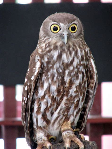 Burung cucak rowo bisa anda temui mulai dari pulau sumatera, jawa bagian barat, kalimantan, hingga ke semenanjung malaysia. Owl City of Heroes Surabaya: JENIS BURUNG HANTU DI INDONESIA