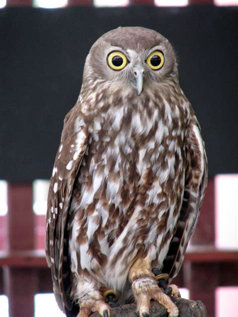 Badannya berukuran 27 cm dan penyebarannya terdapat di beberapa negara seperti bangladesh, brunei darussalam, china. Owl City of Heroes Surabaya: JENIS BURUNG HANTU DI INDONESIA