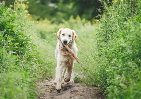 Cute Dog Running With Stick Stock Photo Image Of Happiness Love