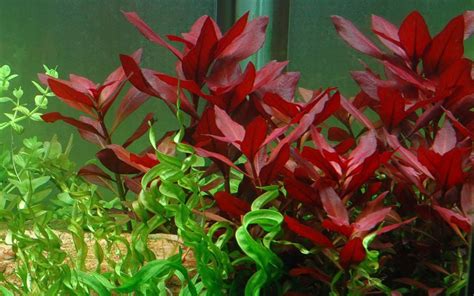 Ludwigia Repens Beginners Guide 2018 Updated