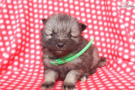 Keeshond Puppy For Sale Near Lancaster Pennsylvania 1901123e B851