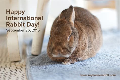 International Rabbit Day Archives My House Rabbit