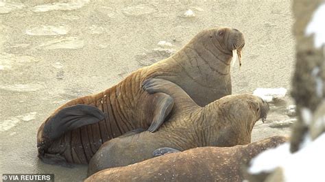 Massive Pod Of 3000 Walruses Socializing And Mating Is Spotted On