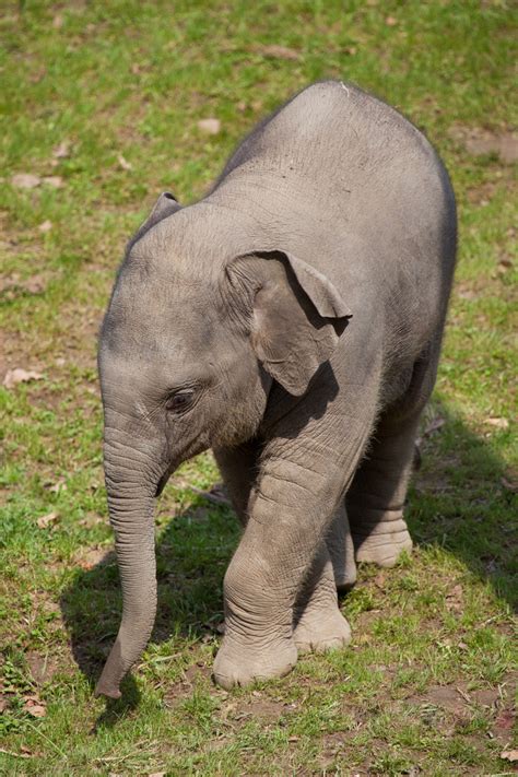 Baby Elephant Free Stock Photo Public Domain Pictures