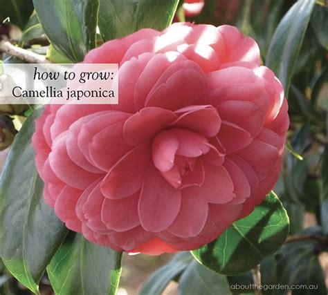 How To Grow Winter Camellia Japonicas About The Garden Magazine