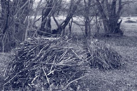 Sad Nature Brushwood Monochrome Forest Stock Photo Image Of Winter
