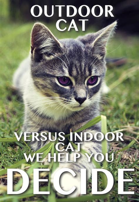 As the best overall cat food for indoor cats, we selected the iams proactive health indoor dry cat food. Best Cat Food For Indoor Cats - Top Tips And Reviews ...