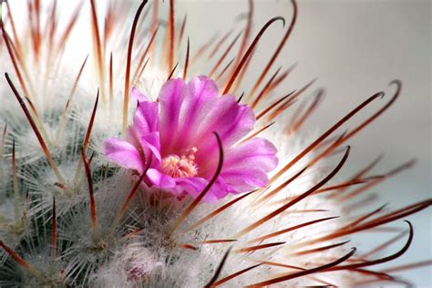 Bombicyna Flower Cactus Spines Macro Mammillaria Wallpaper 3600x2400