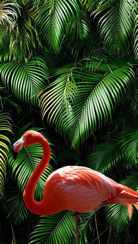 Pin By 🌈vonnie🌈 Davis🌈 On 916 Phone Flamingo Wallpaper Animal