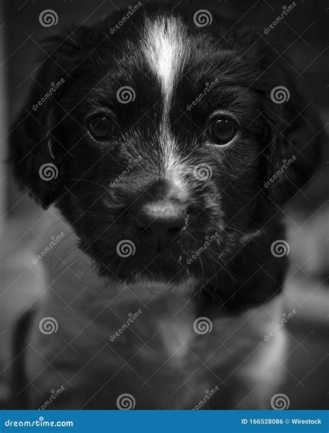 Greyscale Closeup Shot Of A Cute Companion Dog Staring At The Camera