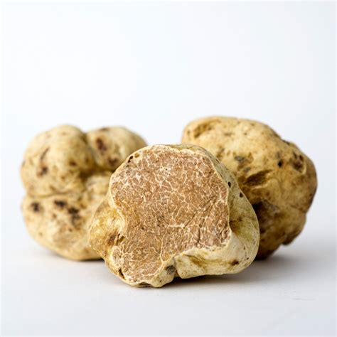 Fresh Alba White Truffles Buy White Truffles Today Fast Delivery