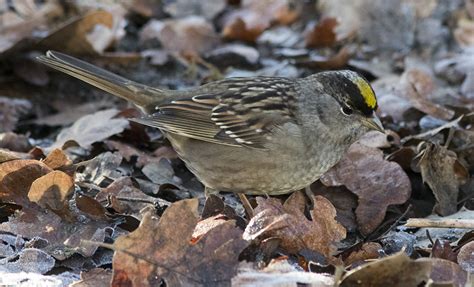 The Bruce Mactavish Newfoundland Birding Blog Winter Golden Crowned