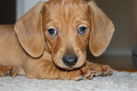 Maybe you would like to learn more about one of these? Turk as a baby, cutest puppy ever!! | Dachshund puppies, Dachshund love, Daschund puppies