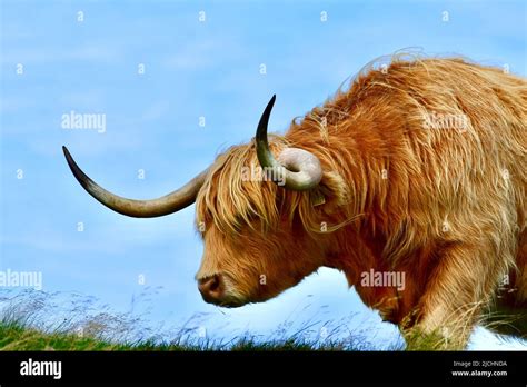 Highland Cows In Scotland Edinburgh Stock Photo Alamy