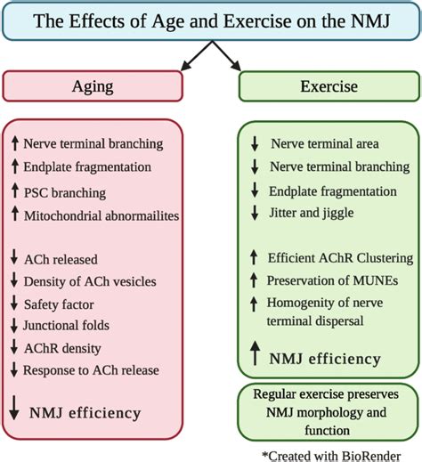 The Effects Of Age And Exercise On Neuromuscular Junction Morphology Download Scientific