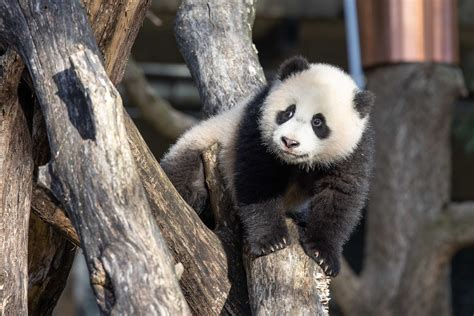 Latest Panda News Smithsonians National Zoo