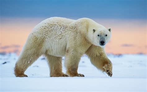 Download Wallpaper 1920x1200 Polar Bear Walk Snow Hd