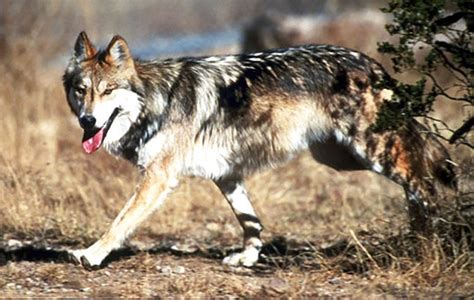 Briefs New Mexico Rejoins Pact To Restore Mexican Gray Wolves