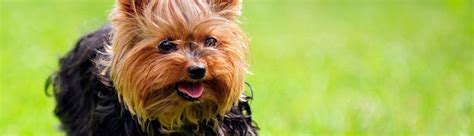 Small, but mighty, yorkies are well loved. Yorkshire Terrier Lebenserwartung, Lebensdauer | Yorkshire.de