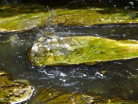 무료 이미지 경치 자연 록 햇빛 잎 강 못 야생 생물 흐름 녹색 반사 가을 물줄기 조류 온천 뜨거운 뉴질랜드 바흐 물 특징 북섬 열수