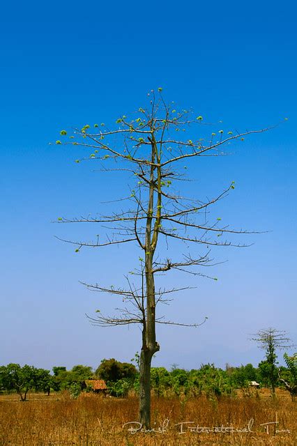 Kapok Tree Pohon Kapuk Philosophy Kapok Tree Or In Indon Flickr