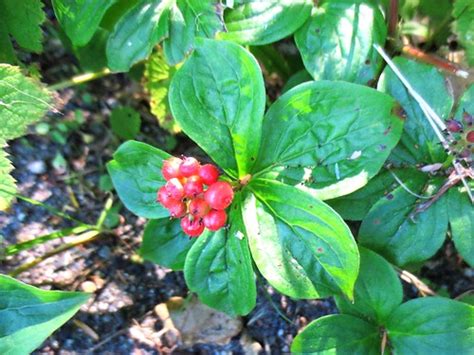 Minnesota Seasons - bunchberry
