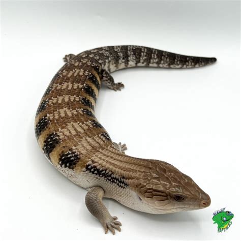 Northern Blue Tongue Skink Adult Imperfect Strictly Reptiles Inc
