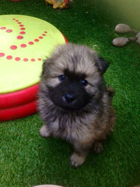 Eurasier Puppy Puppies Dogs And Puppies Cute Animals