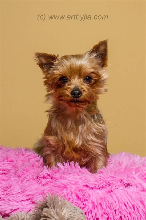 Ring on the register, report & handles all required transactions, issue receipts & fold and place. Adopt Brandi on | Yorkie dogs, Yorkshire terrier and Baton ...
