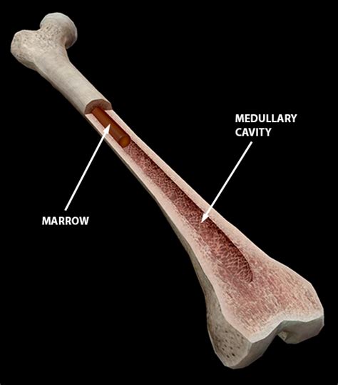 Compact bone, also known as cortical bone, is a denser material used to create much of the hard structure of the skeleton. Long Bone Diagram Yellow Marrow / The Four Types Of Bone ...