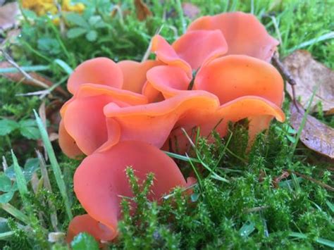 Guepinia Helvelloides Salmon Salad Fungus