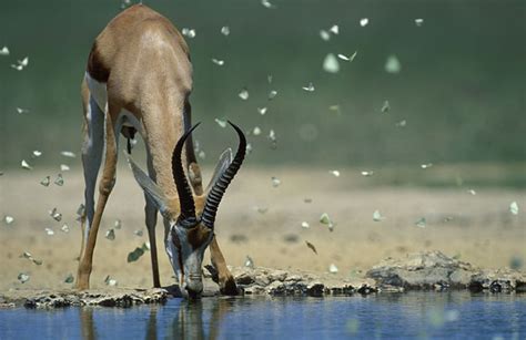 Nigel Dennis Wildlife Photography Animals By Species