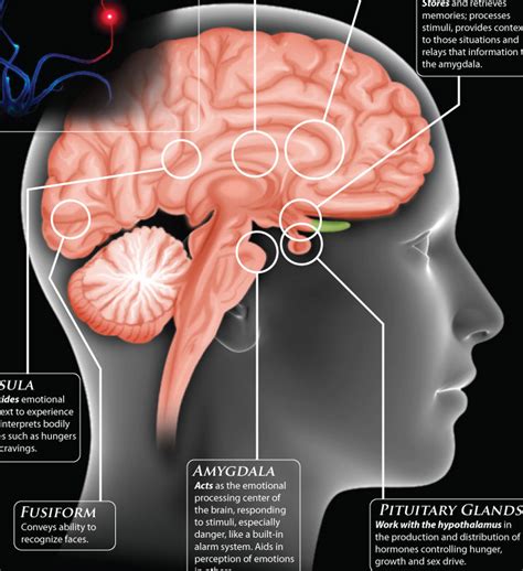 The Brain A Users Guide To Emotions Infographic