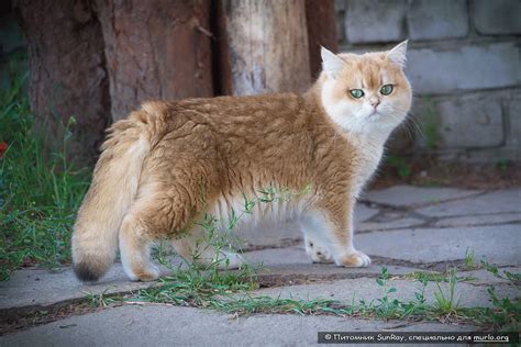 Британський короткошерстий кіт опис породи фото ціна кошенят Сайт