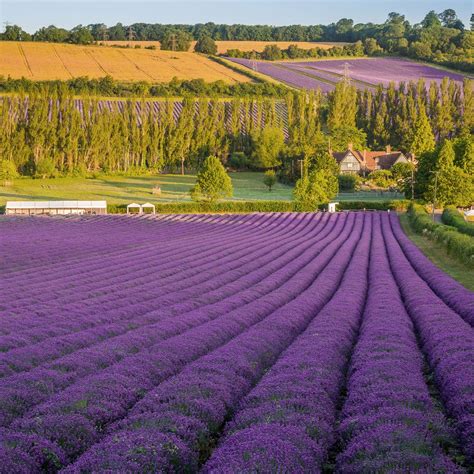 The Most Beautiful Lavender Fields In The Uk Lavender Fields South