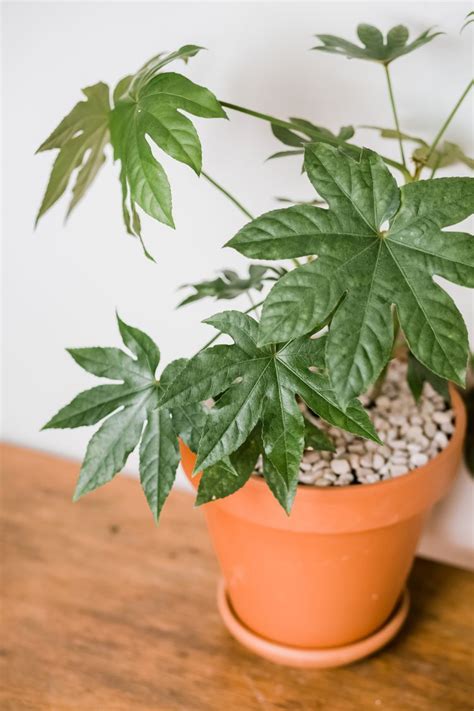 How To Grow And Care For Japanese Aralia Indoors