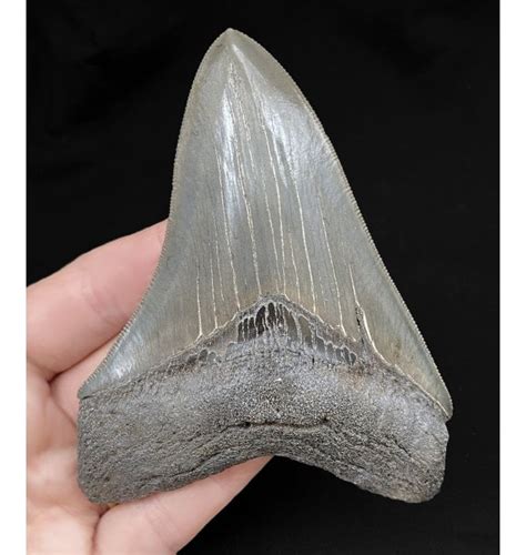 Fossils For Sale Fossils 45 Inch Miocene ‘megalodon Fossil