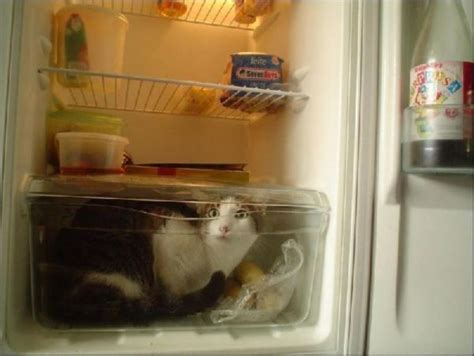Images For Cool Cats Who Live In Fridges Funny Pics