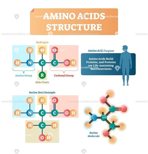 Amino Acids Structure Vector Illustration Infographic Amino Acids