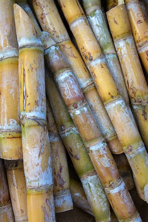 Sugar Cane By Stocksy Contributor Carolyn Lagattuta Stocksy