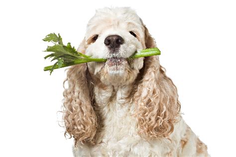 Not all dogs like eating celery, but if your dog enjoys the crunchy texture of raw carrots or apples, he might enjoy munching on some celery too. Can Dogs Eat Celery? Is Celery Good for Dogs?