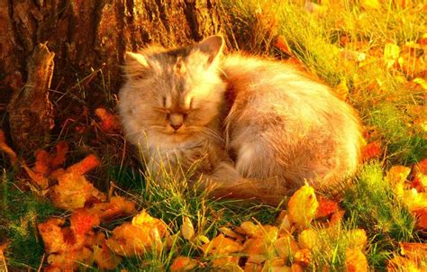 Autumn Cat In Tree Wallpaper Best Wallpapers Hd Collection