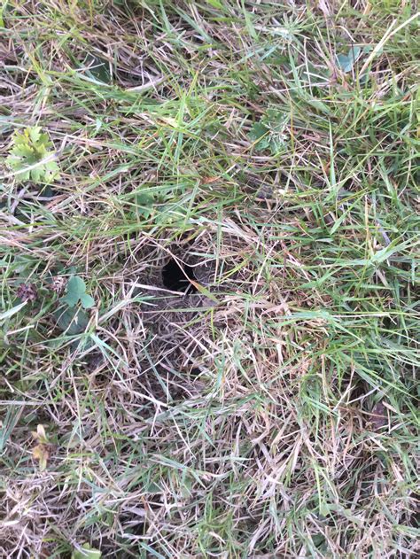 Mysterious Holes Appearing Any Clues — Bbc Gardeners World Magazine