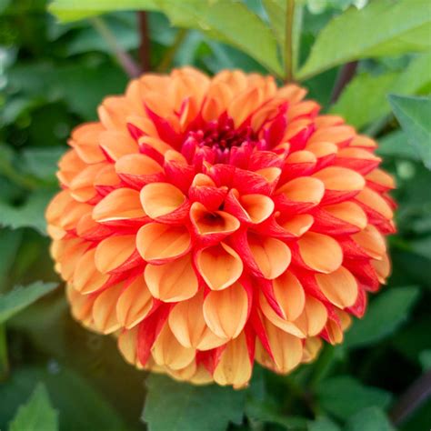 american sunset dahlia brecks premium bulbs