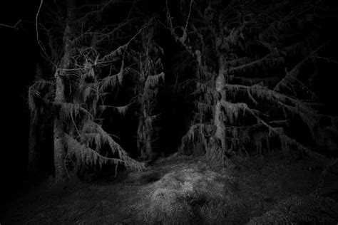 Enchanted Forests British Woods And Moors At Night In Pictures Art