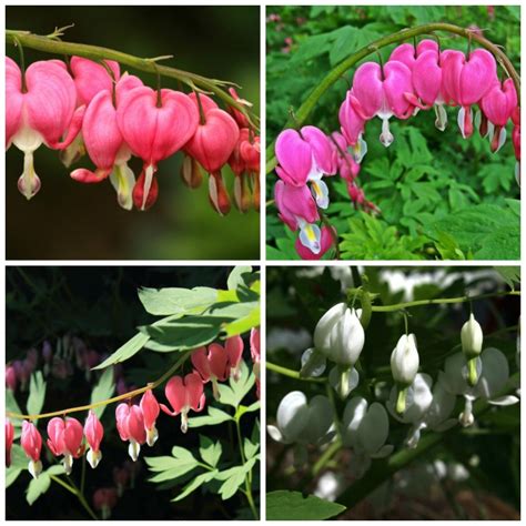 Dicentra, or bleeding heart, always causes a stir in the garden because of its extraordinary flower form. Bleeding Heart - How to grow Dicentra spectabilis