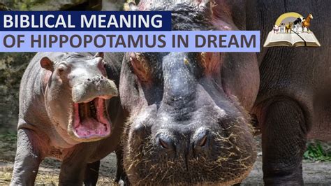 Biblical Meaning Of Hippopotamus In Dream Spiritual Meaning Of Hippo