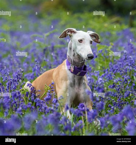 Lurcher Dog Sitting Hi Res Stock Photography And Images Alamy